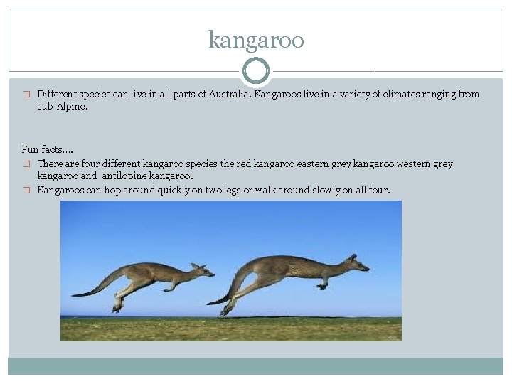 kangaroo � Different species can live in all parts of Australia. Kangaroos live in
