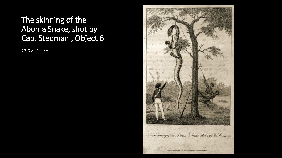 The skinning of the Aboma Snake, shot by Cap. Stedman. , Object 6 22.