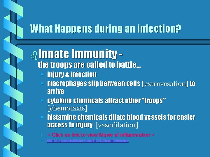 What Happens during an infection? b. Innate Immunity - the troops are called to
