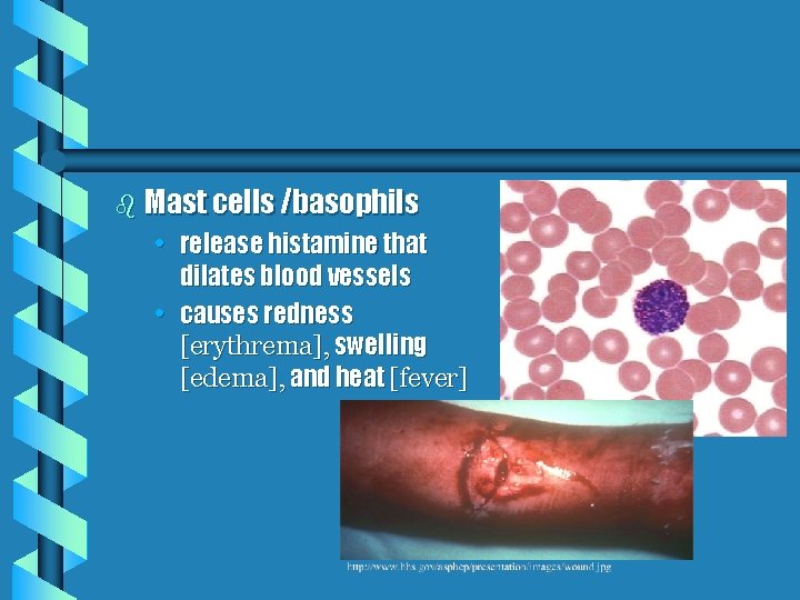b Mast cells /basophils • release histamine that dilates blood vessels • causes redness