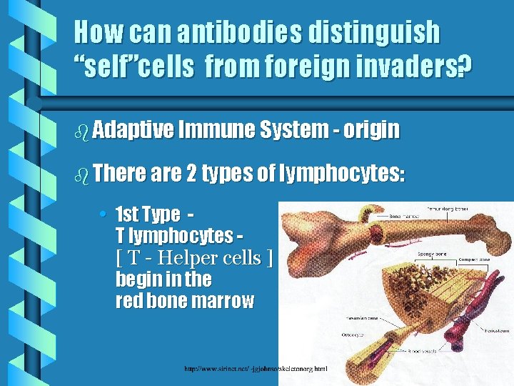 How can antibodies distinguish “self”cells from foreign invaders? b Adaptive Immune System - origin
