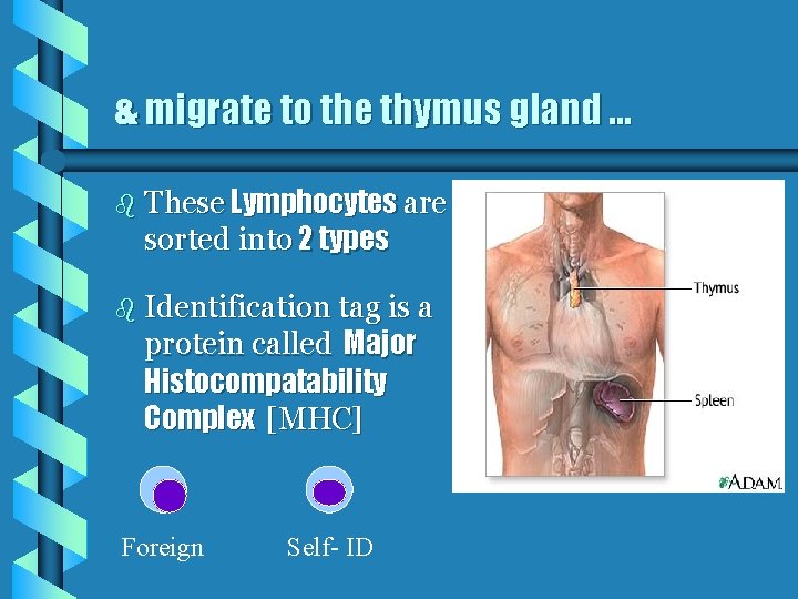 & migrate to the thymus gland. . . b These Lymphocytes are sorted into