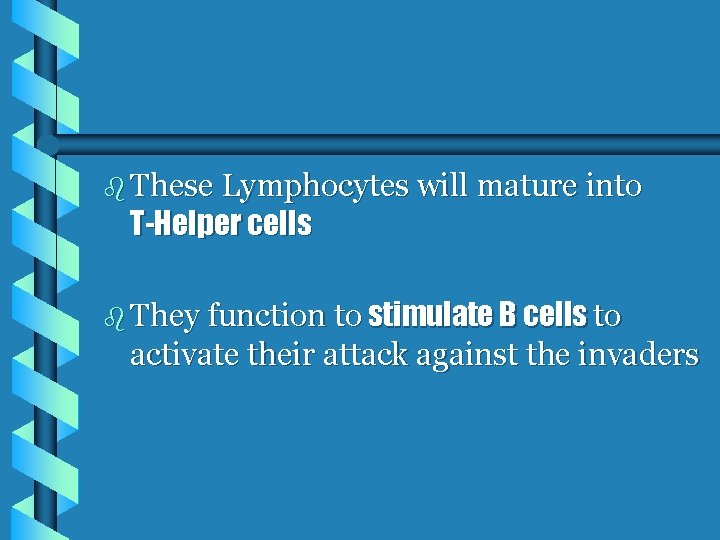 b These Lymphocytes will mature into T-Helper cells b They function to stimulate B