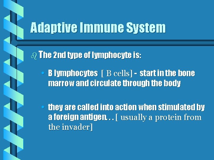 Adaptive Immune System b The 2 nd type of lymphocyte is: • B lymphocytes