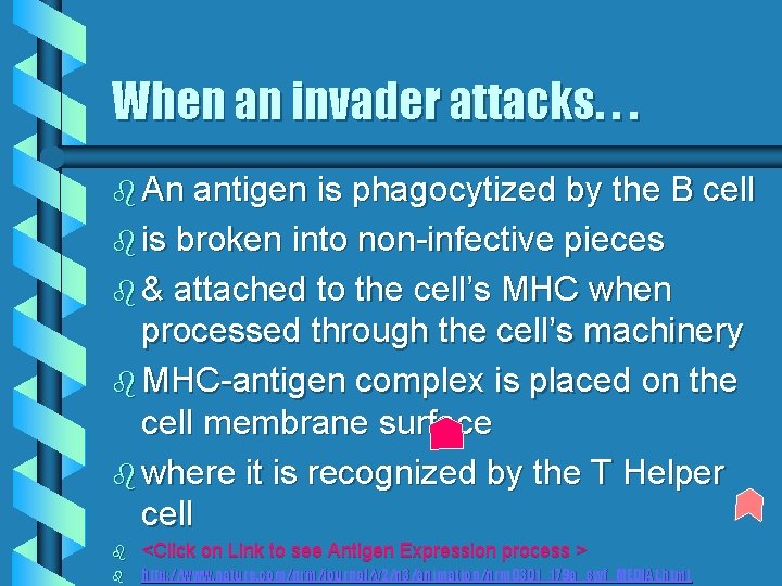 When an invader attacks. . . b An antigen is phagocytized by the B