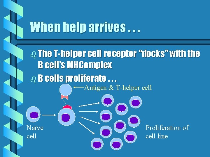 When help arrives. . . b The T-helper cell receptor “docks” with the B
