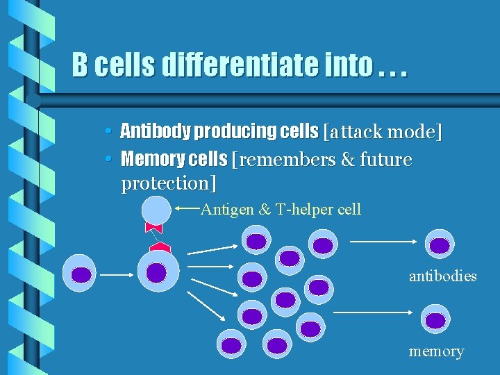 B cells differentiate into. . . • Antibody producing cells [attack mode] • Memory