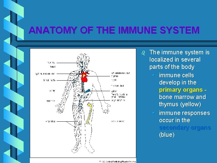 ANATOMY OF THE IMMUNE SYSTEM b The immune system is localized in several parts