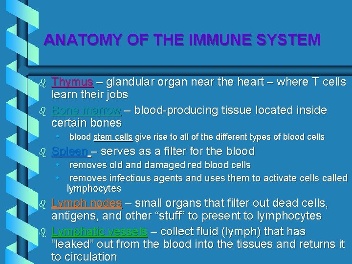ANATOMY OF THE IMMUNE SYSTEM b b Thymus – glandular organ near the heart