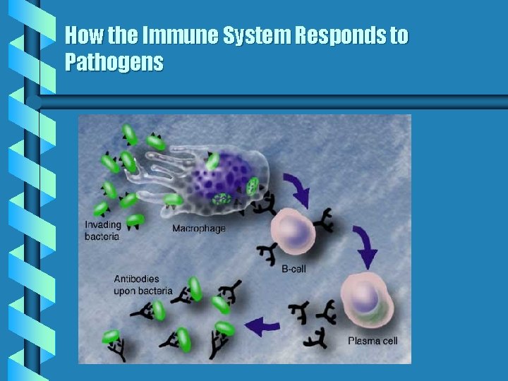 How the Immune System Responds to Pathogens 