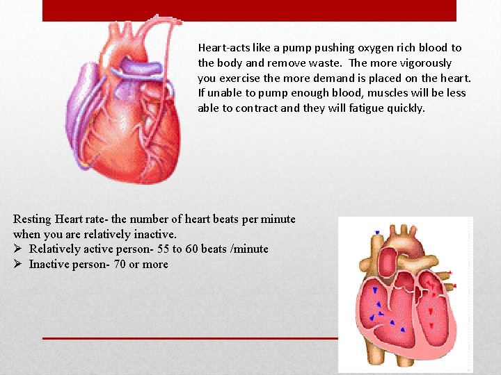 Heart-acts like a pump pushing oxygen rich blood to the body and remove waste.