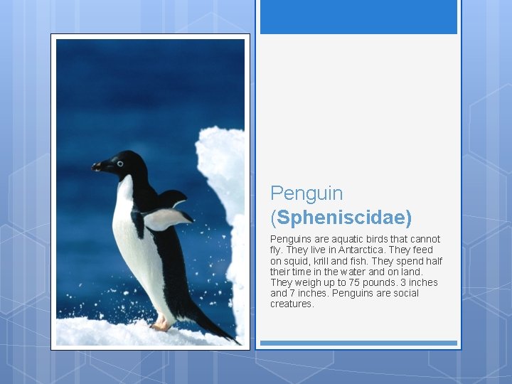 Penguin (Spheniscidae) Penguins are aquatic birds that cannot fly. They live in Antarctica. They