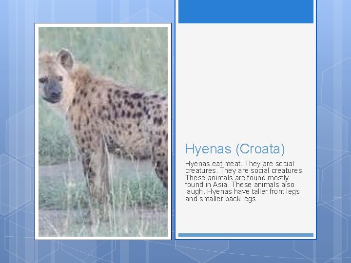 Hyenas (Croata) Hyenas eat meat. They are social creatures. These animals are found mostly