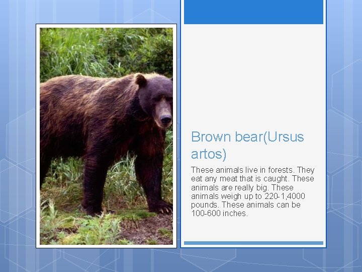 Brown bear(Ursus artos) These animals live in forests. They eat any meat that is