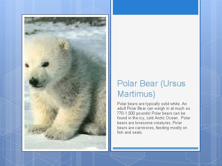 Polar Bear (Ursus Martimus) Polar bears are typically solid white. An adult Polar Bear