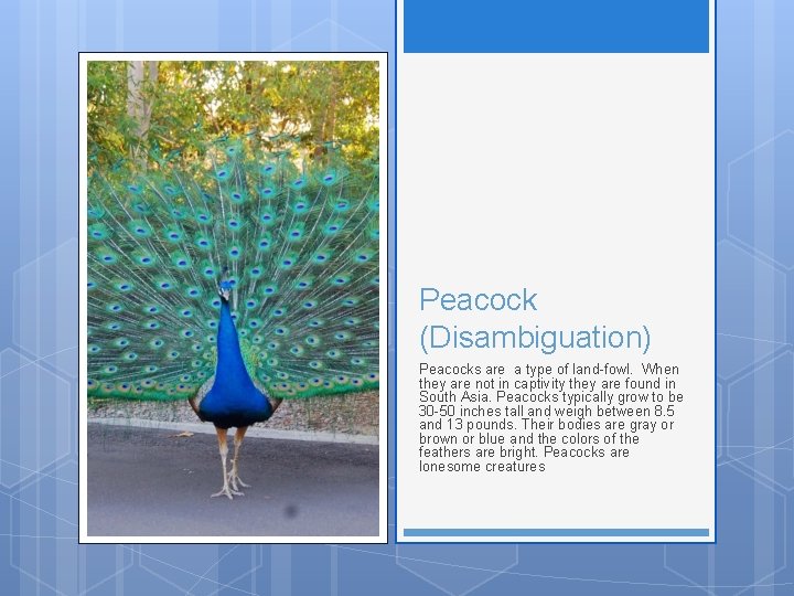 Peacock (Disambiguation) Peacocks are a type of land-fowl. When they are not in captivity