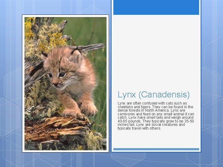 Lynx (Canadensis) Lynx are often confused with cats such as cheetahs and tigers. They