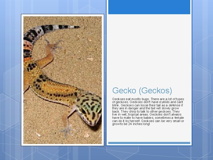 Gecko (Geckos) Geckoes eat mostly bugs. There a lot of types of geckoes. Geckoes