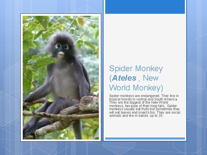 Spider Monkey (Ateles , New World Monkey) Spider monkeys are endangered. They live in