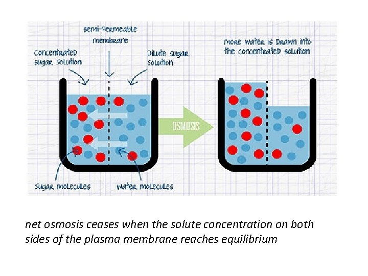 net osmosis ceases when the solute concentration on both sides of the plasma membrane