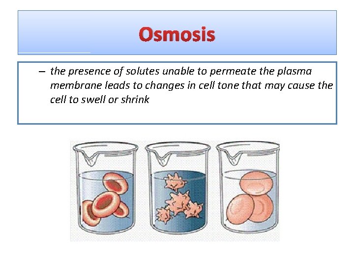Osmosis – the presence of solutes unable to permeate the plasma membrane leads to