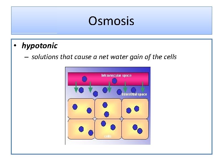 Osmosis • hypotonic – solutions that cause a net water gain of the cells