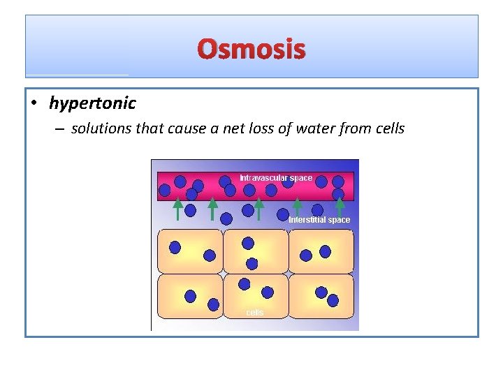Osmosis • hypertonic – solutions that cause a net loss of water from cells