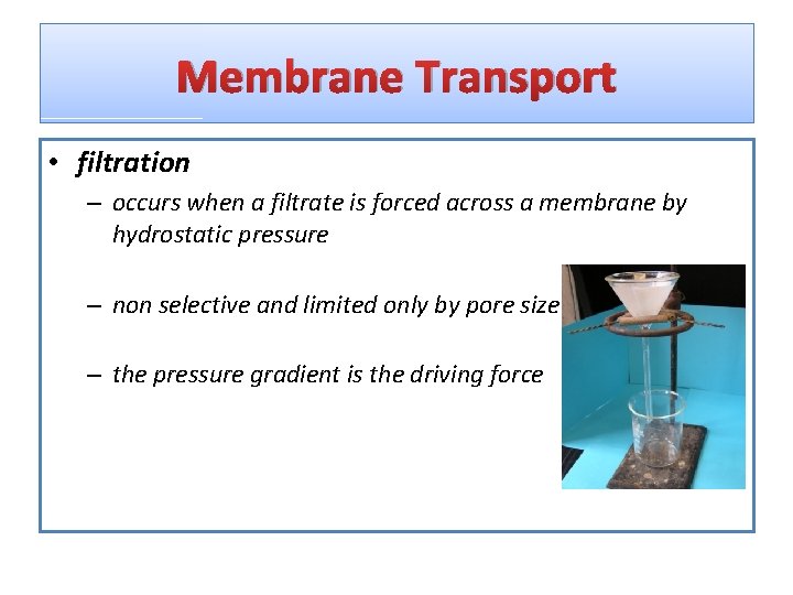 Membrane Transport • filtration – occurs when a filtrate is forced across a membrane