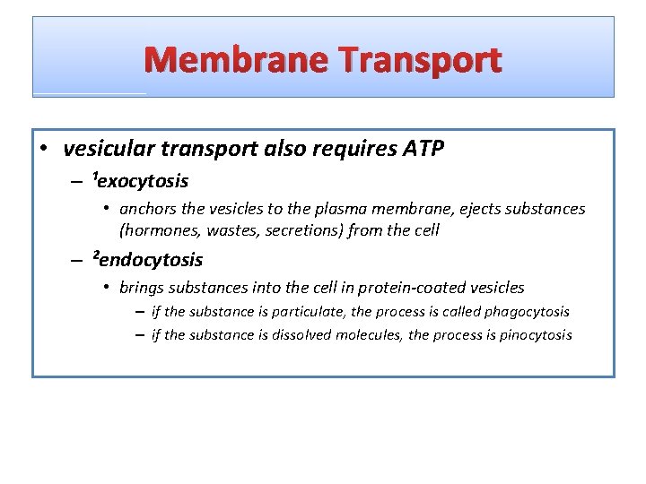 Membrane Transport • vesicular transport also requires ATP – ¹exocytosis • anchors the vesicles