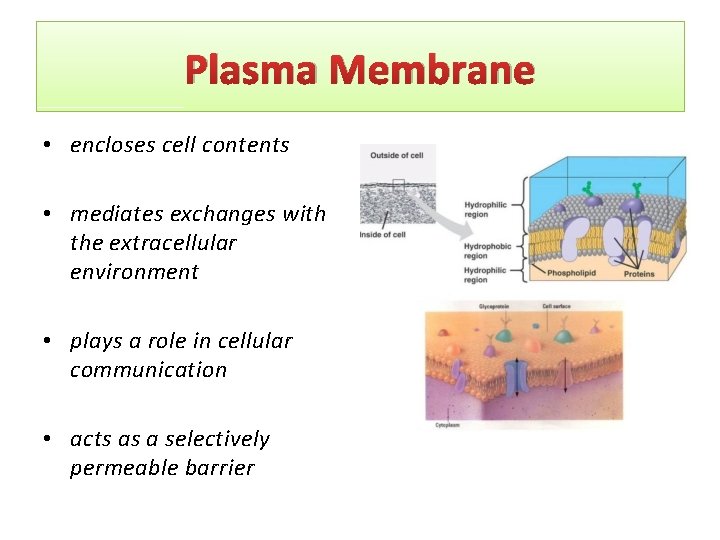Plasma Membrane • encloses cell contents • mediates exchanges with the extracellular environment •
