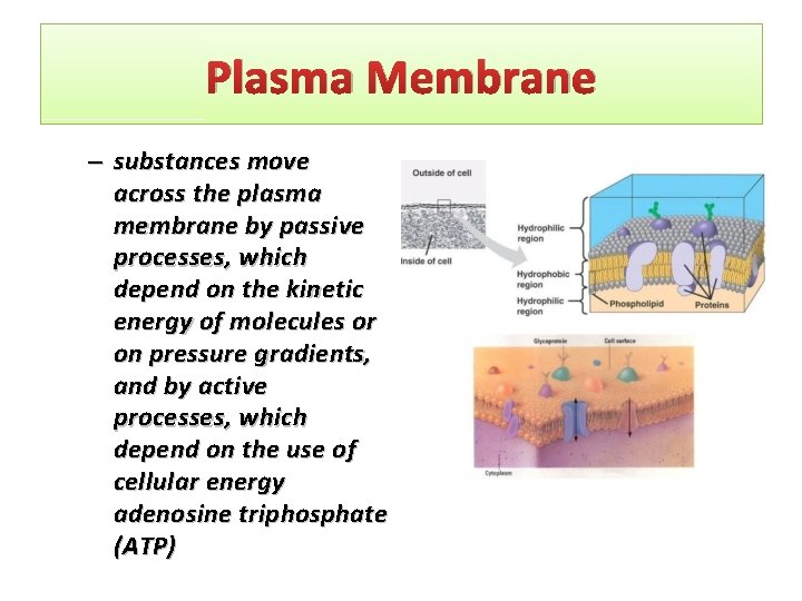 Plasma Membrane – substances move across the plasma membrane by passive processes, which depend