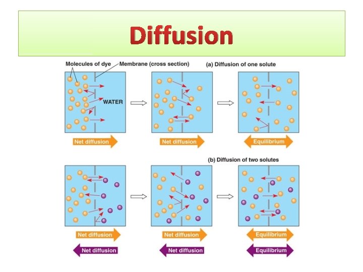 Diffusion 