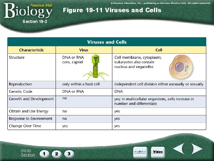 Figure 19 -11 Viruses and Cells Section 19 -2 Go to Section: 