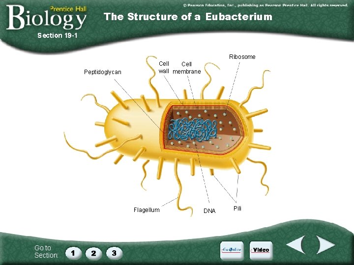 The Structure of a Eubacterium Section 19 -1 Ribosome Peptidoglycan Cell wall membrane Flagellum