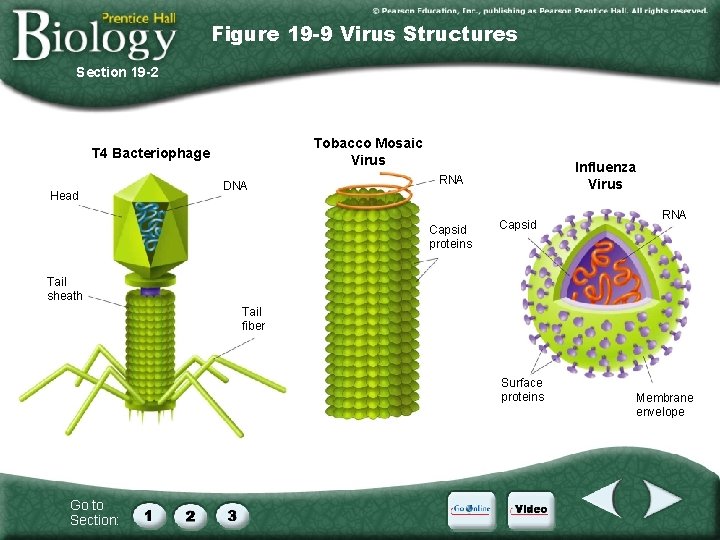 Figure 19 -9 Virus Structures Section 19 -2 Tobacco Mosaic Virus T 4 Bacteriophage