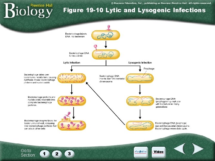 Figure 19 -10 Lytic and Lysogenic Infections Go to Section: 