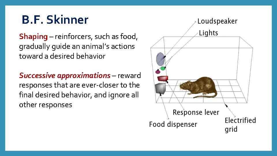 B. F. Skinner Shaping – reinforcers, such as food, gradually guide an animal’s actions