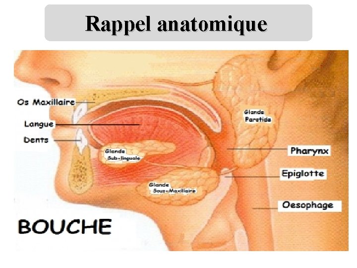 Rappel anatomique 