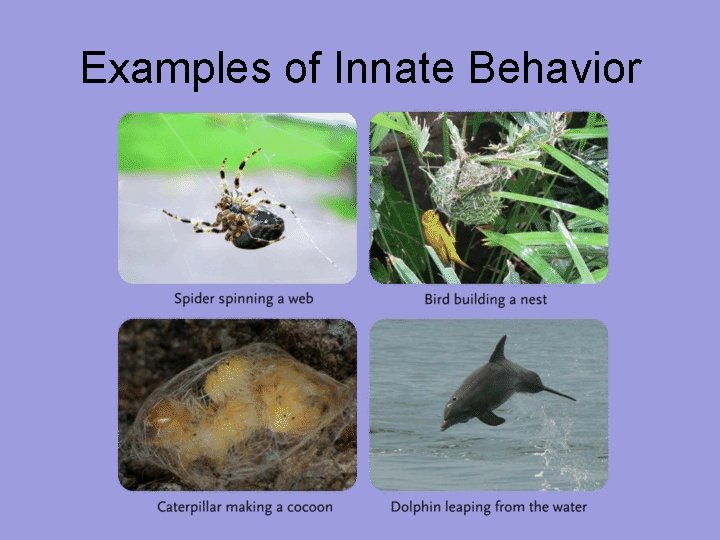 Examples of Innate Behavior 