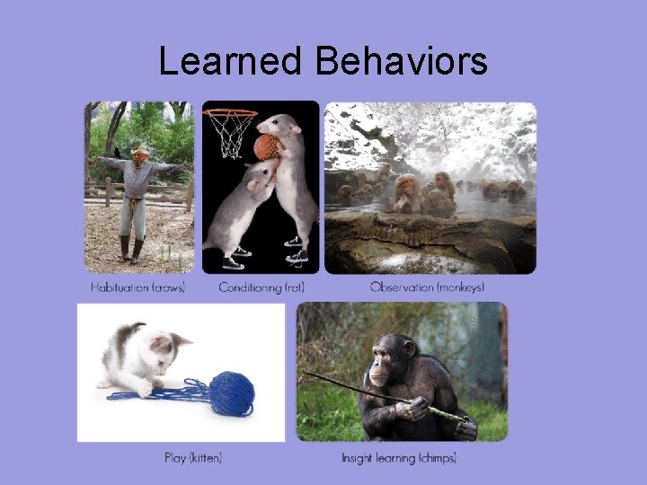 Learned Behaviors 