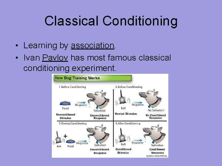 Classical Conditioning • Learning by association. • Ivan Pavlov has most famous classical conditioning