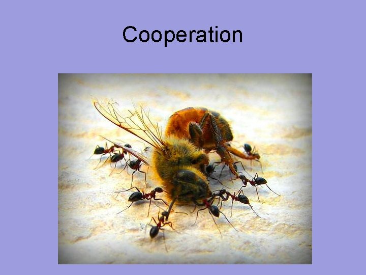 Cooperation 