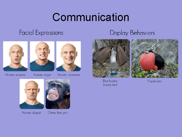 Communication 