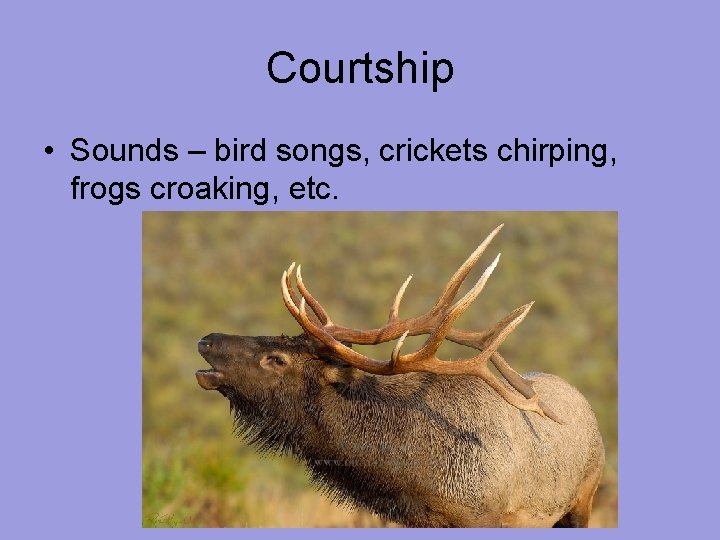 Courtship • Sounds – bird songs, crickets chirping, frogs croaking, etc. 