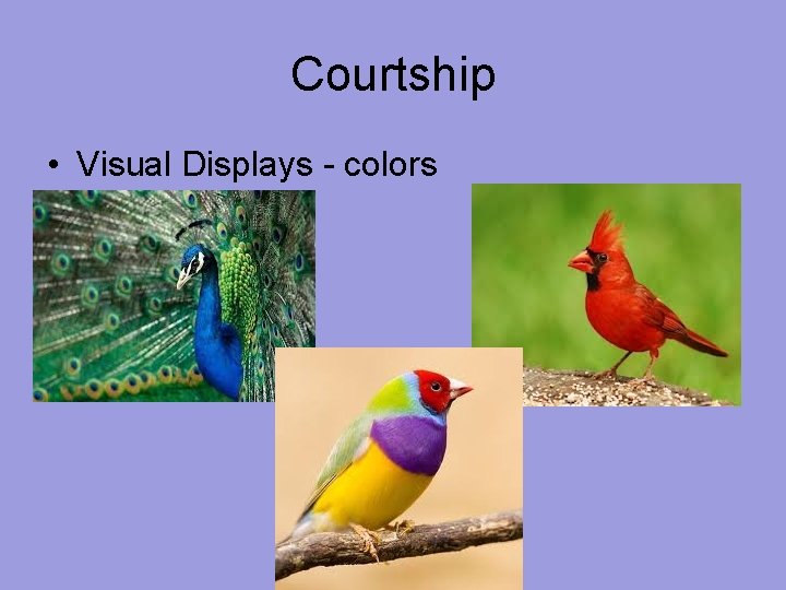 Courtship • Visual Displays - colors 