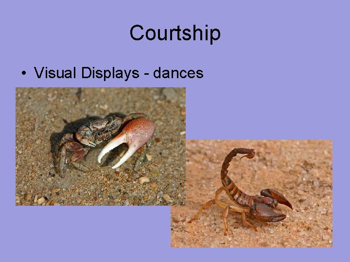 Courtship • Visual Displays - dances 