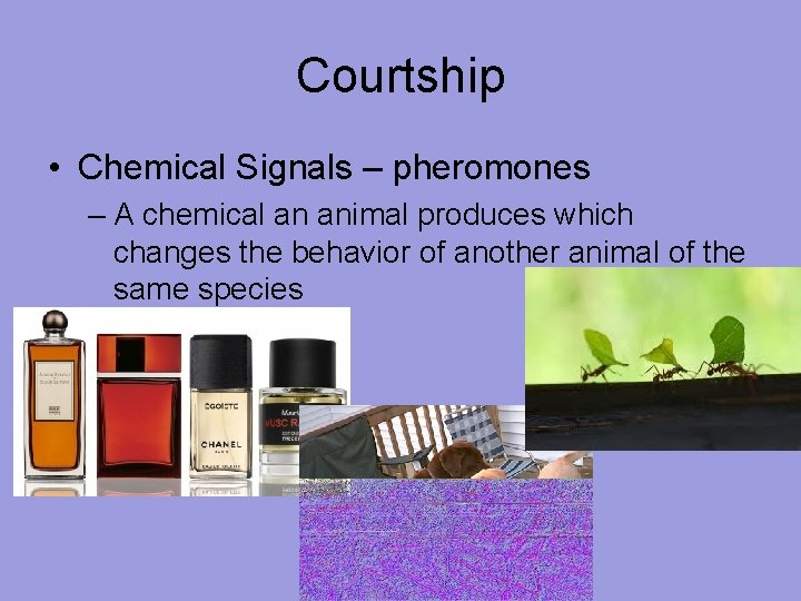 Courtship • Chemical Signals – pheromones – A chemical an animal produces which changes