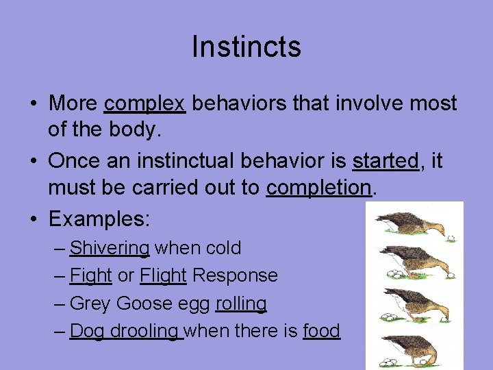 Instincts • More complex behaviors that involve most of the body. • Once an