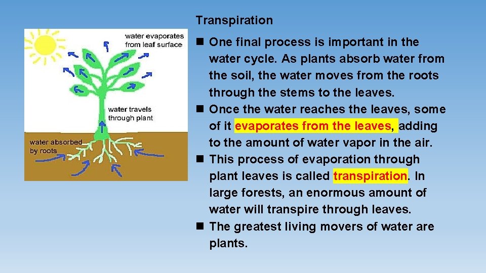 Transpiration One final process is important in the water cycle. As plants absorb water