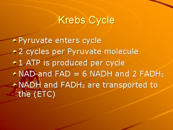Krebs Cycle Pyruvate enters cycle 2 cycles per Pyruvate molecule 1 ATP is produced